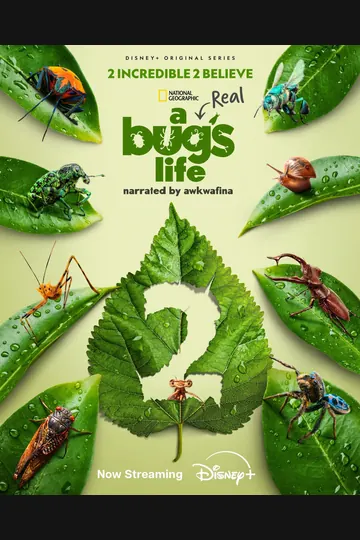 Affiche de 1001 pattes